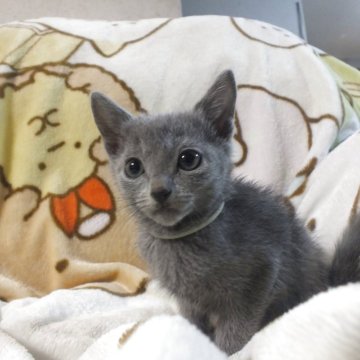 ロシアンブルー【静岡県・男の子・2025年9月24日・ブルー（ダブルコートで毛が抜けにくい）】の写真「とても人懐っこい男の子です。かわいい子」