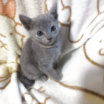 ロシアンブルー【静岡県・男の子・2025年9月24日・ブルー（ダブルコートで毛が抜けにくい）】の写真「とても人懐っこい男の子です。かわいい子お茶目な子」