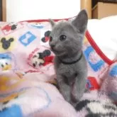 ロシアンブルー