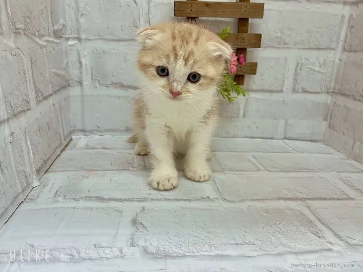 ID:2201-01835の子猫