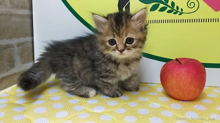 ID：1810-00922の子猫