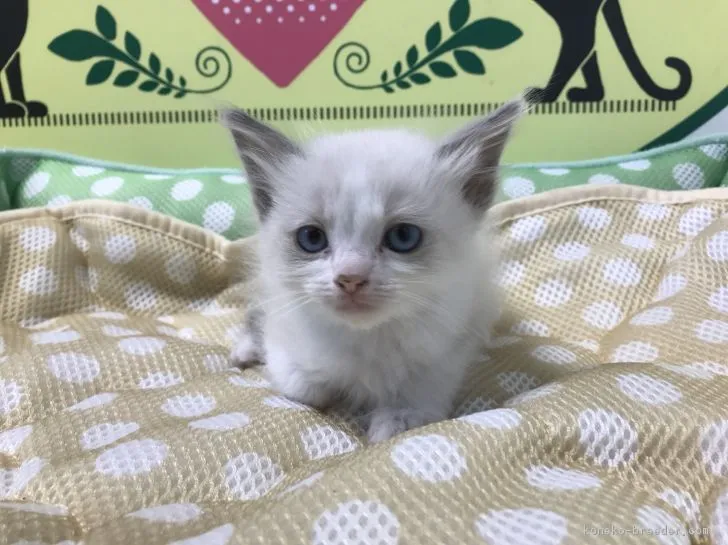 ID:1806-00013の子猫
