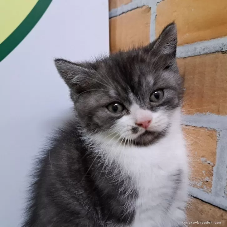 ID：2312-02723の子猫