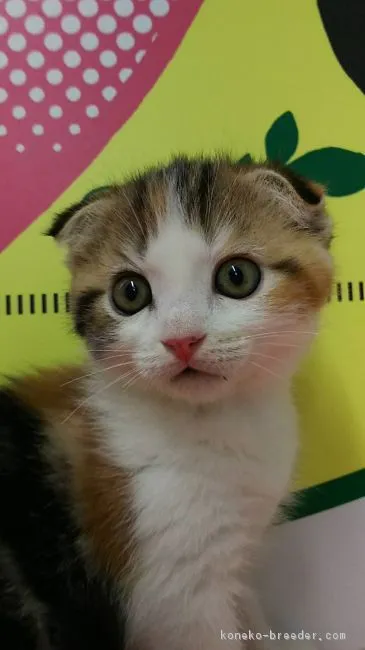 ID：1805-01118の子猫