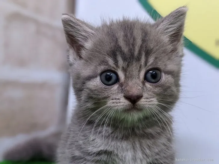ID：2110-01681の子猫
