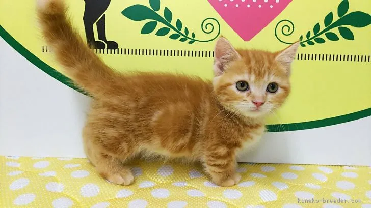 ID:1807-01335の子猫