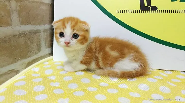 ID:1808-00697の子猫