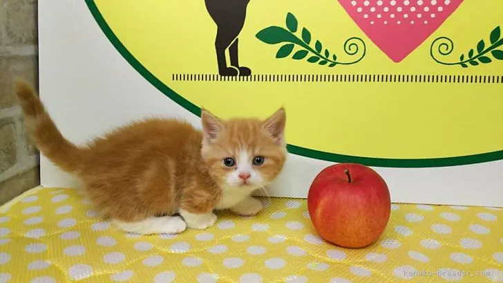 ID：1812-00620の子猫