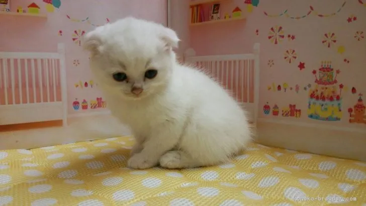 ID:1710-00554の子猫