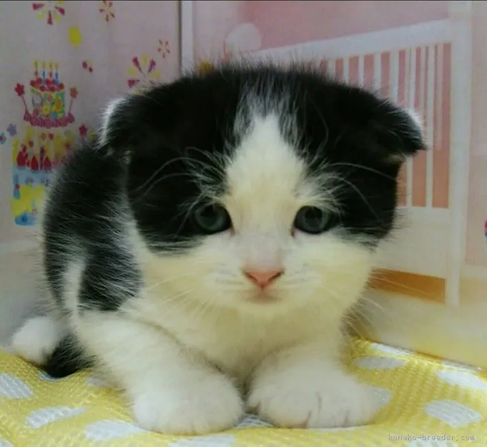 ID：1803-00653の子猫