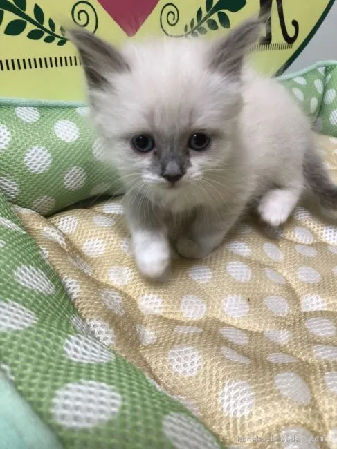 ID：1805-00428の子猫