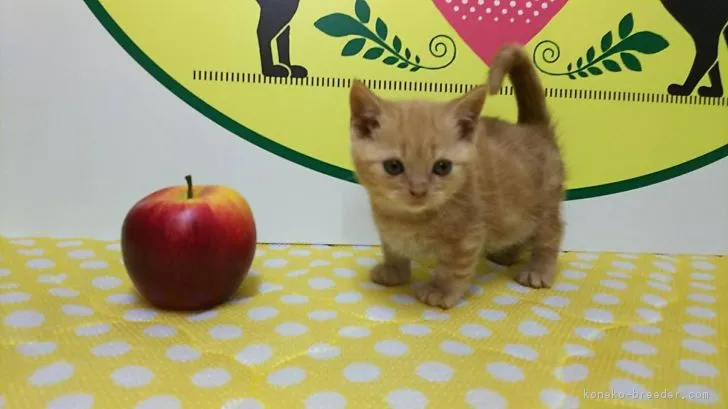 ID：1811-01355の子猫