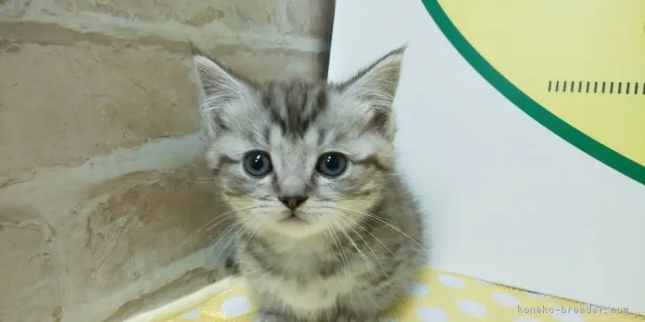 ID：1902-00681の子猫