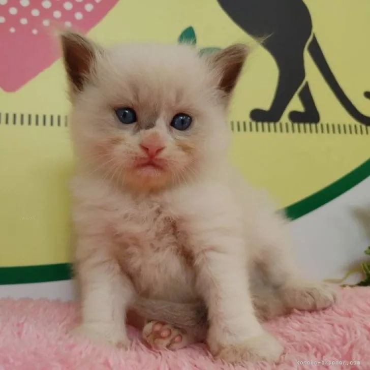 ID:2309-00864の子猫