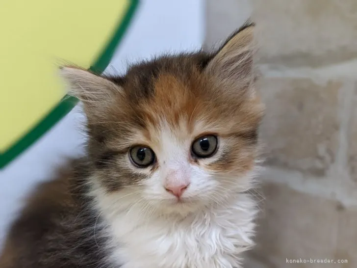 K.M 様のお迎えした子猫