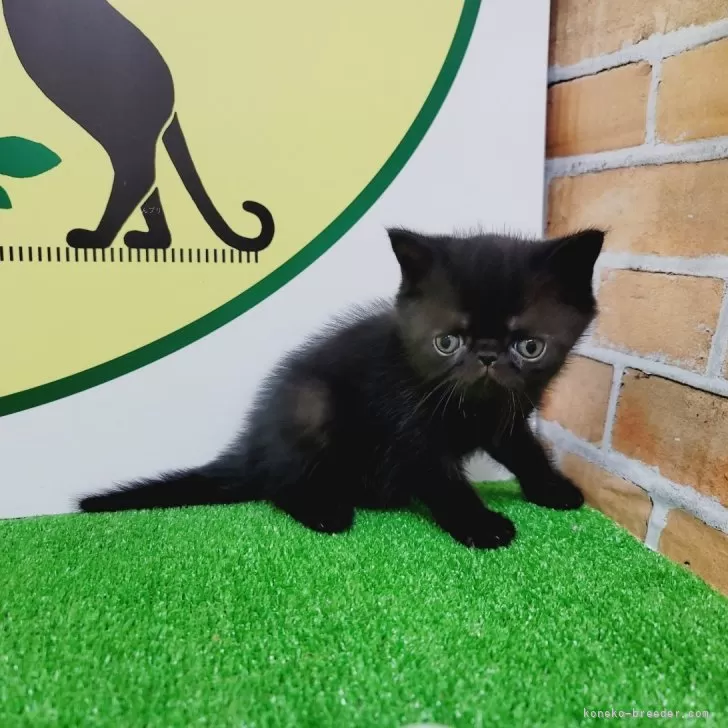 ID：2410-00289の子猫