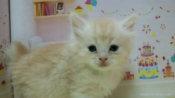 ID：1804-00553の子猫