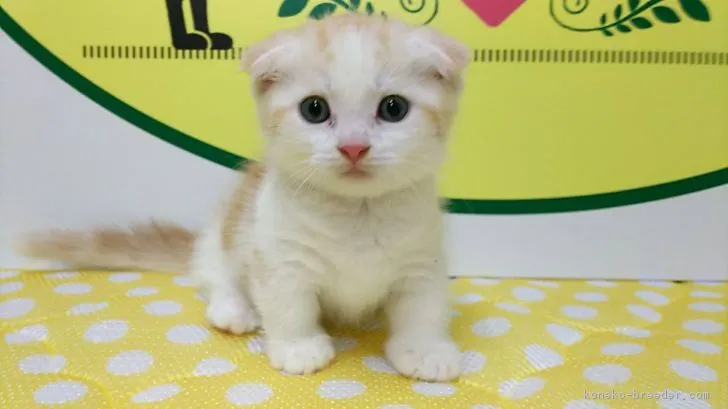 ID:1808-00580の子猫