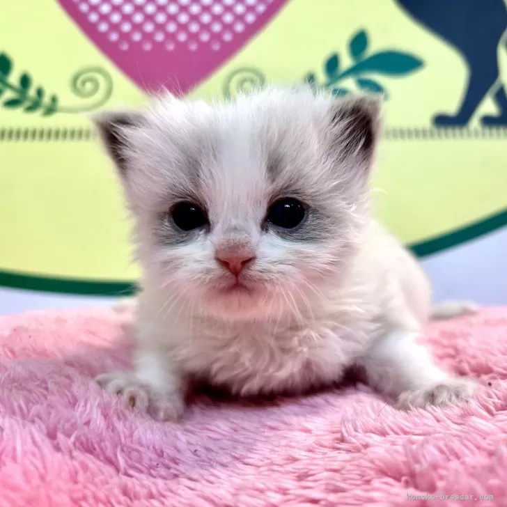 ID:2402-01261の子猫