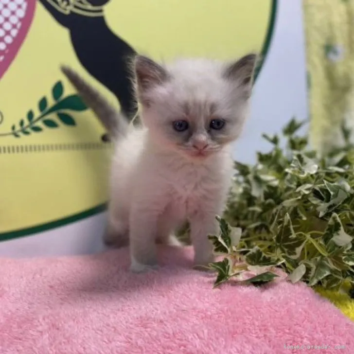 ID：2306-02396の子猫