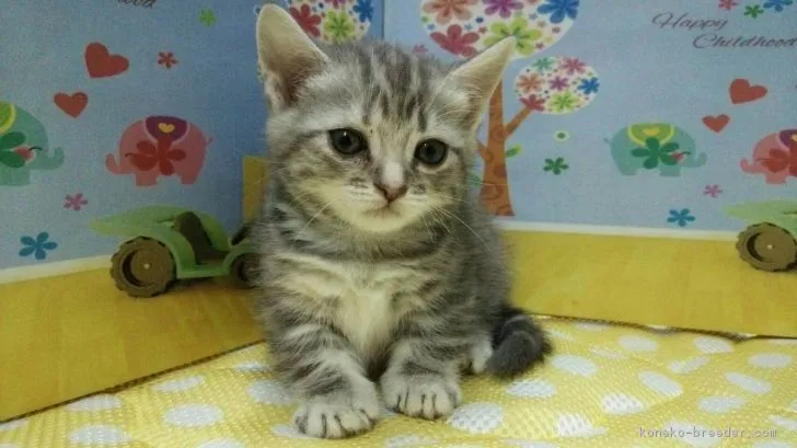 ID：1712-00556の子猫