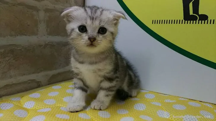 ID：1807-00640の子猫