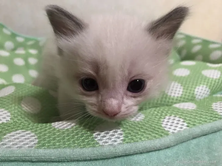 ID:1708-00113の子猫