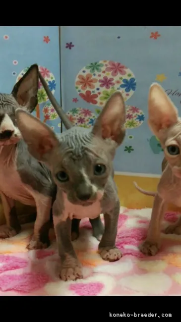 ID：1712-00459の子猫