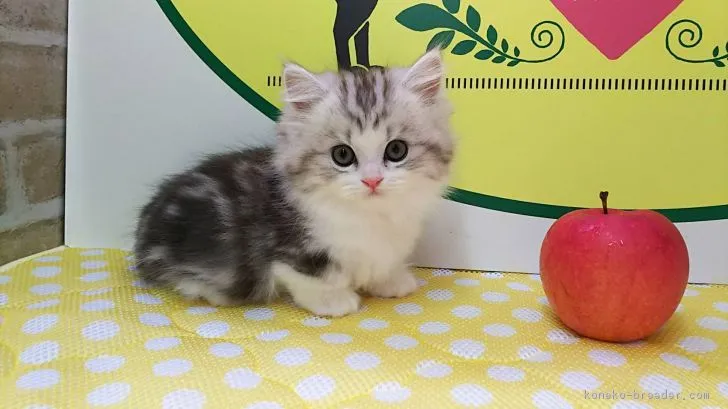 ID：1810-00503の子猫