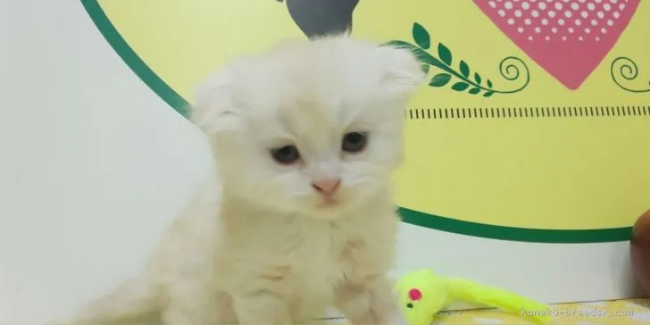 ID：1903-01390の子猫