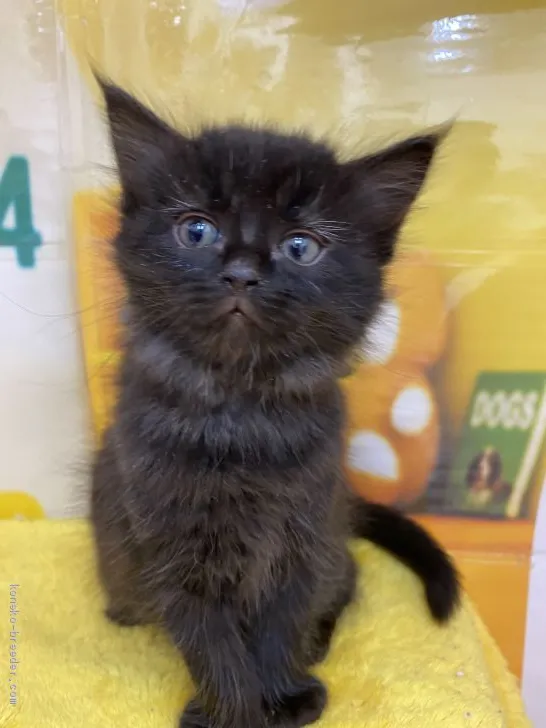 ID：2004-01990の子猫