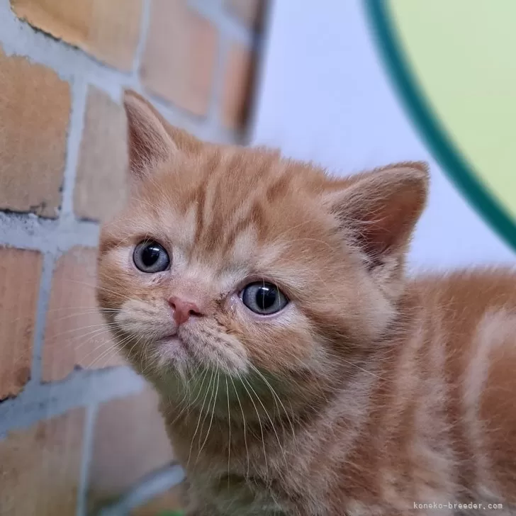ID:2411-01389の子猫