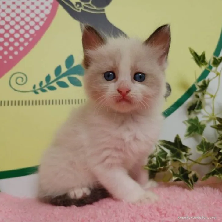 ID：2307-01883の子猫