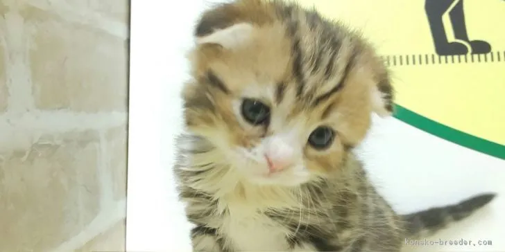 ID：1903-01393の子猫