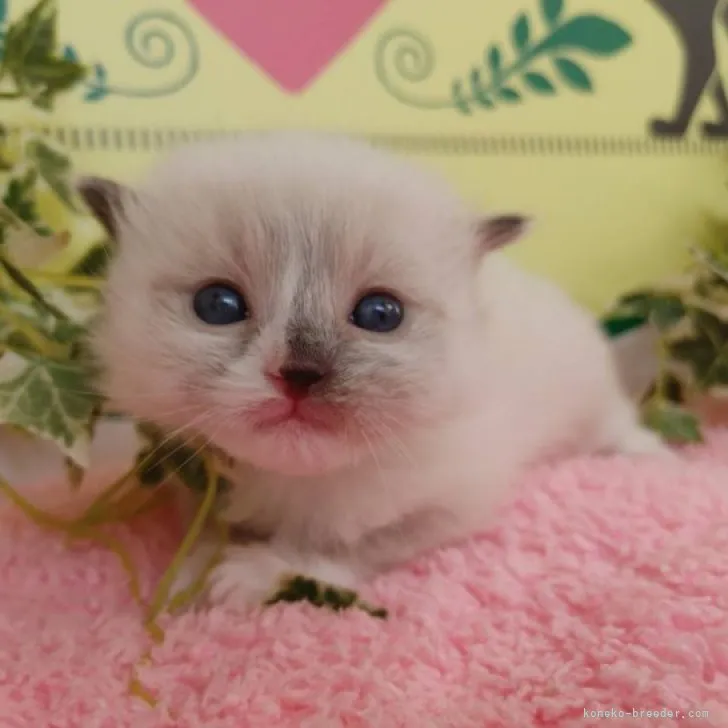 ID:2303-01571の子猫