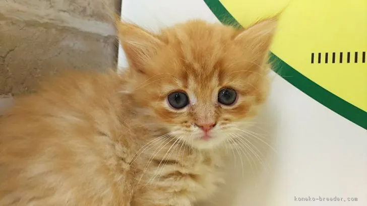 ID:1810-00921の子猫