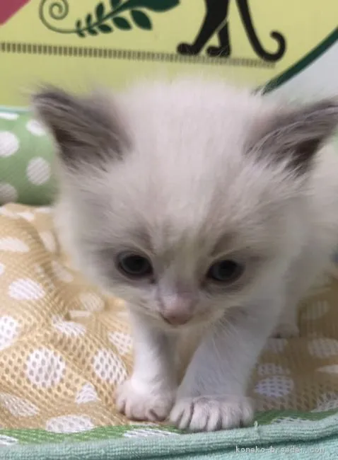 ID:1805-00873の子猫