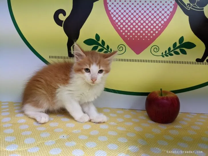 ID：2106-02043の子猫