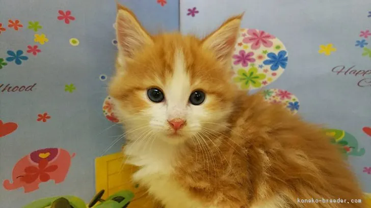 ID：1804-00606の子猫