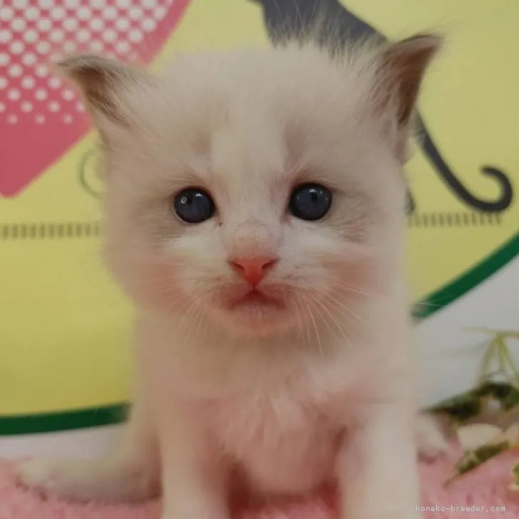 Y.A 様のお迎えした子猫