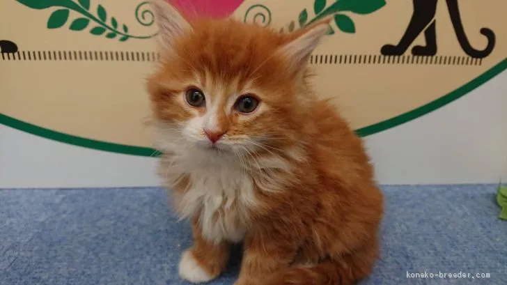 ID：2102-01520の子猫