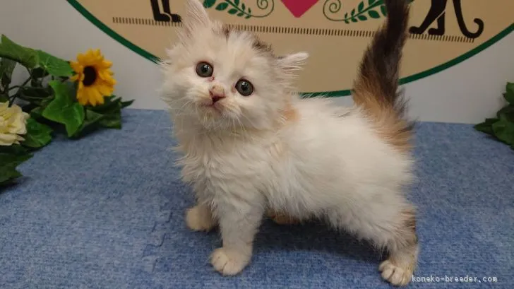 ID：2010-00405の子猫