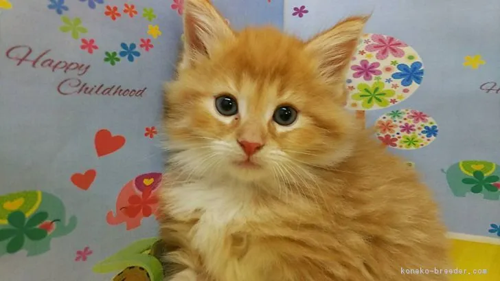 ID：1804-00607の子猫