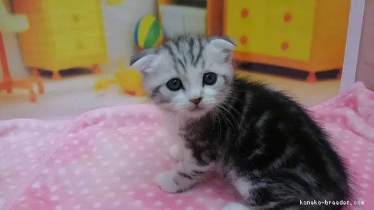 ID：1801-00482の子猫