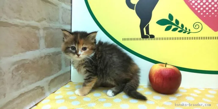 ID：2005-01664の子猫