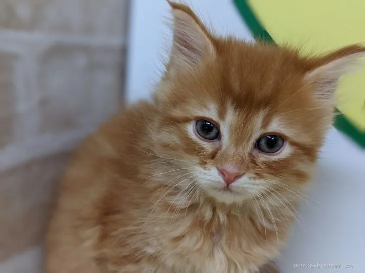 ID：2105-00305の子猫