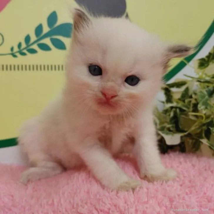 ID:2309-00857の子猫