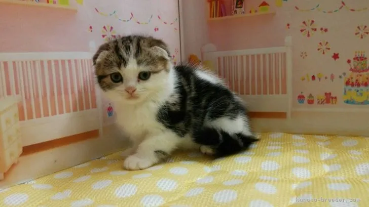 ID：1710-00555の子猫