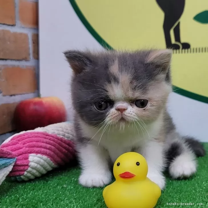 ID:2312-02178の子猫