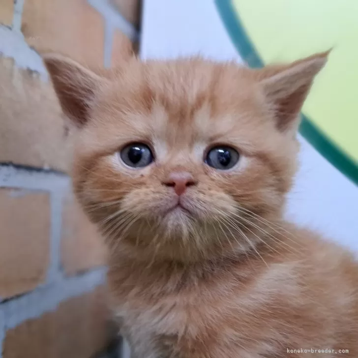 ID:2411-01387の子猫